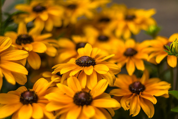 Black-eyed Susans
