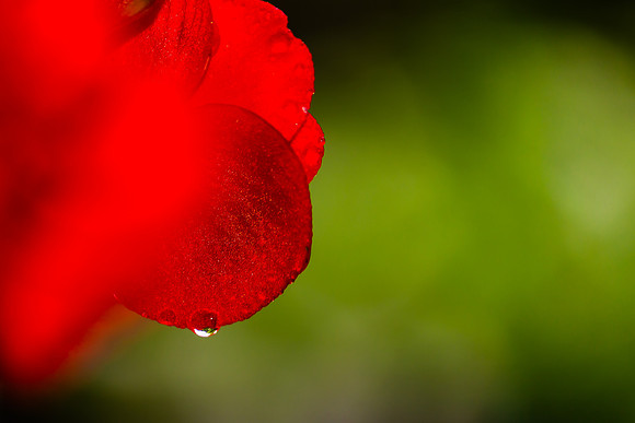 Red Flower Petal