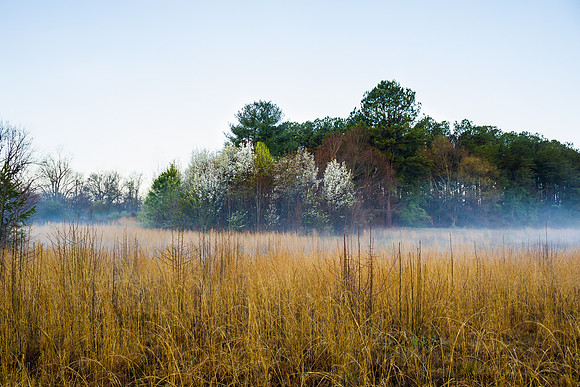 Early Morning Fog