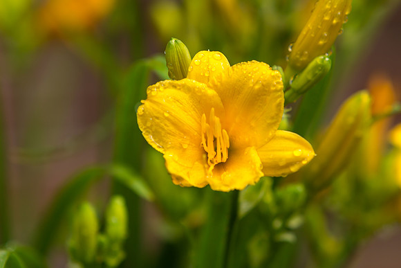 Yellow Stella de Oro Daylily