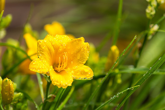 Yellow Stella de Oro Daylily