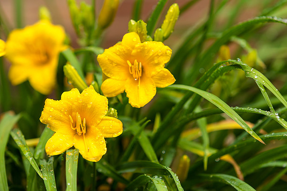 Yellow Stella de Oro Daylily