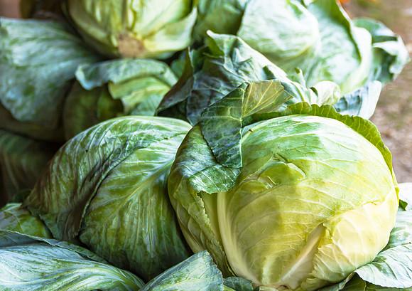 Cabbage