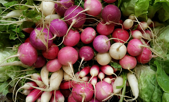 Rainbow Radishes