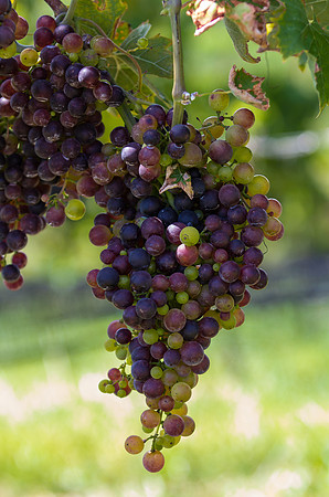 Grapes