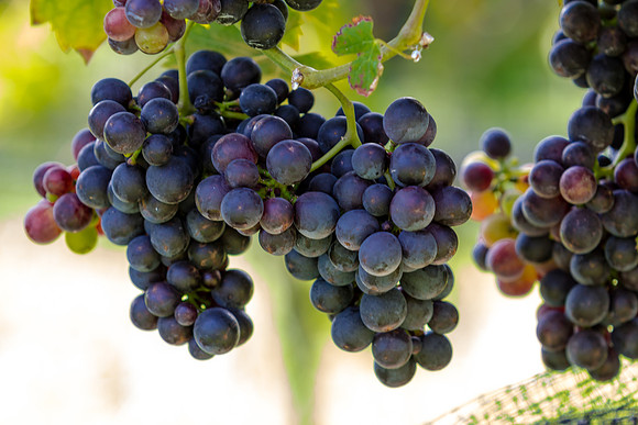 Grapes