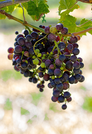 Grapes