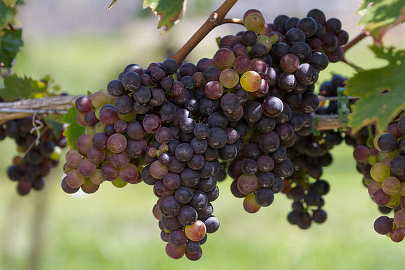 Grapes