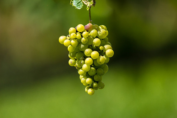 Grapes