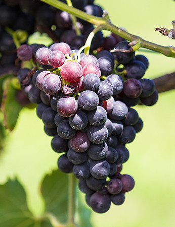 Grapes