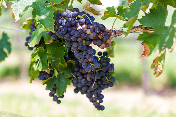 Grapes
