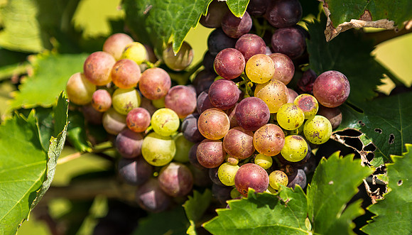 Grapes