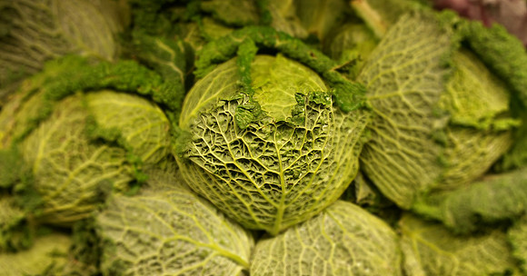 Cabbage