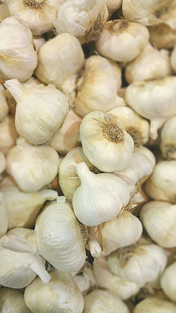 Garlic