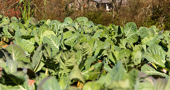 Cabbage Field