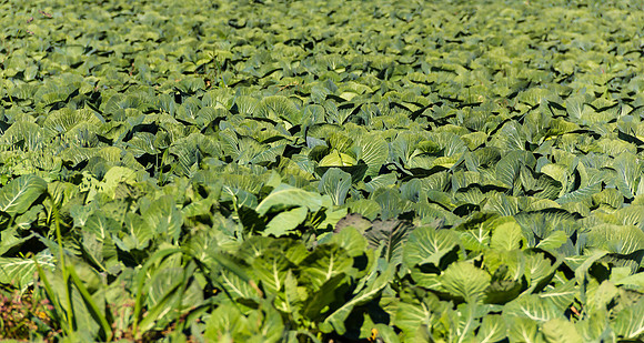 Cabbage Field