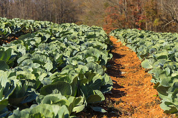 Cabbage Field