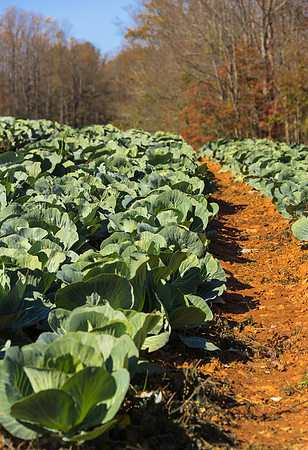 Cabbage Field