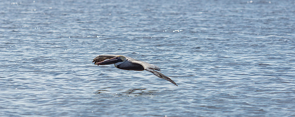 Brown Pelican