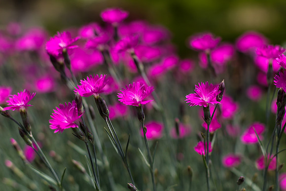 Dianthus