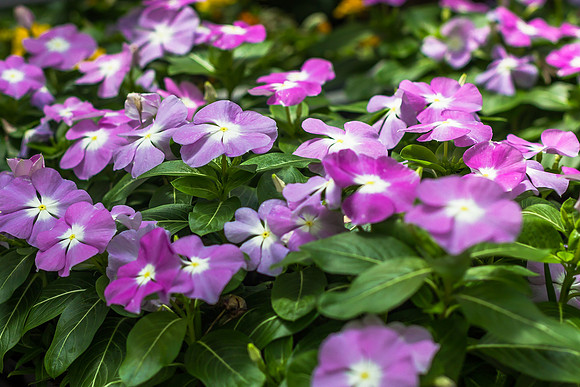 Madagascar Periwinkle