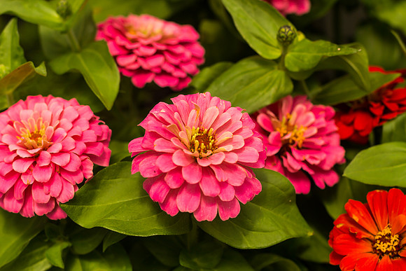 Zinnias