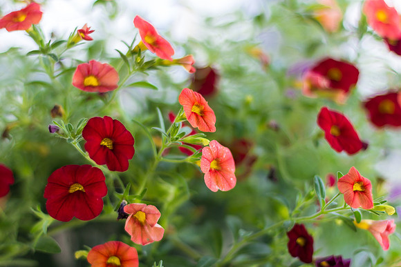 Calibrachoa