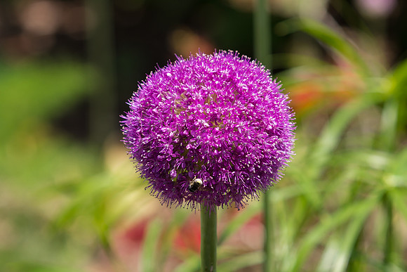 Allium