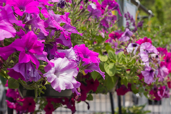 Petunias
