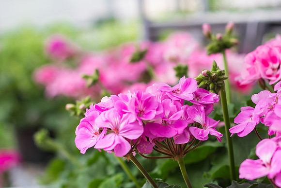 Geraniums