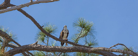 Osprey