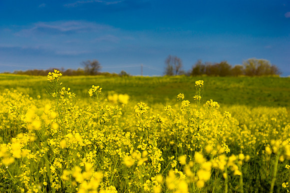WIldflowers