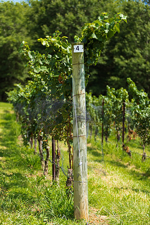 Vineyard Tellis and Grape Vine