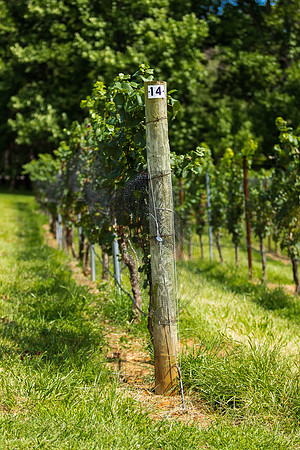 Vineyard Tellis and Grape Vine