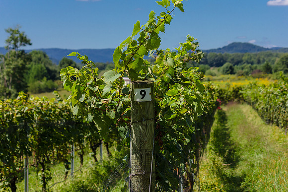 Vineyard