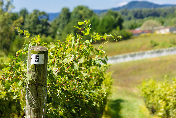 Number 5 - North Carolina Vineyard