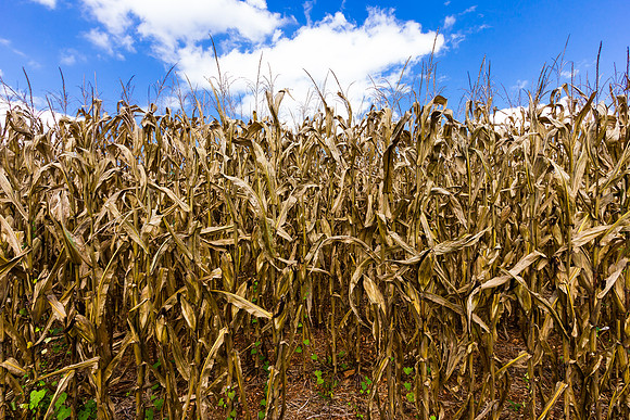 Corn field