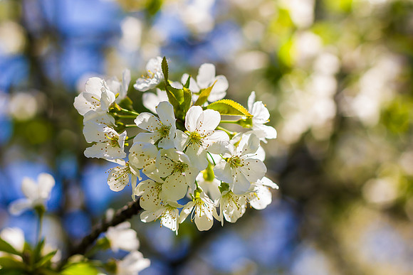 Cherry Blossoms