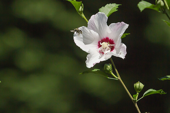 Rose of Sharon