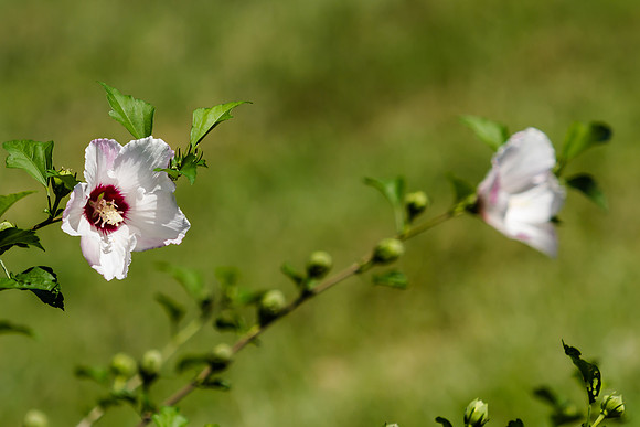 Rose of Sharon