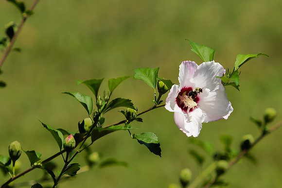 Rose of Sharon