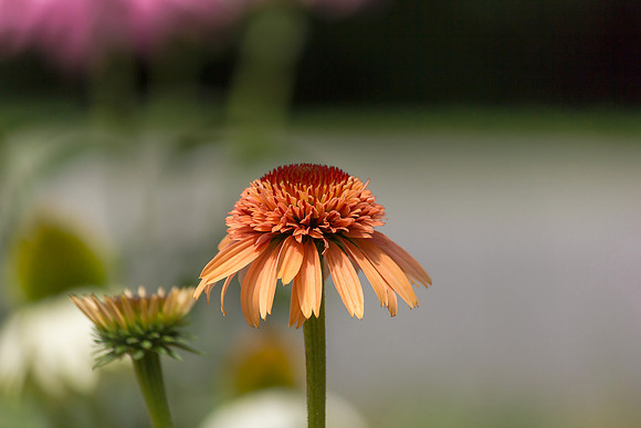 Cone Flower