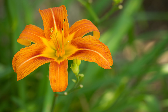Daylilies