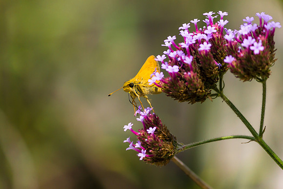 Butterfly on See-through Verbena.