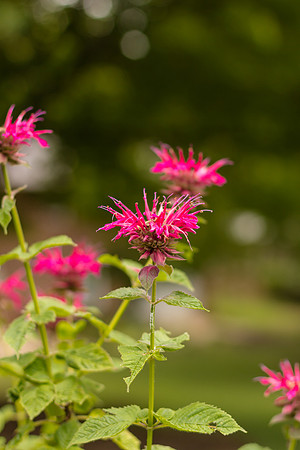 Bee Balm