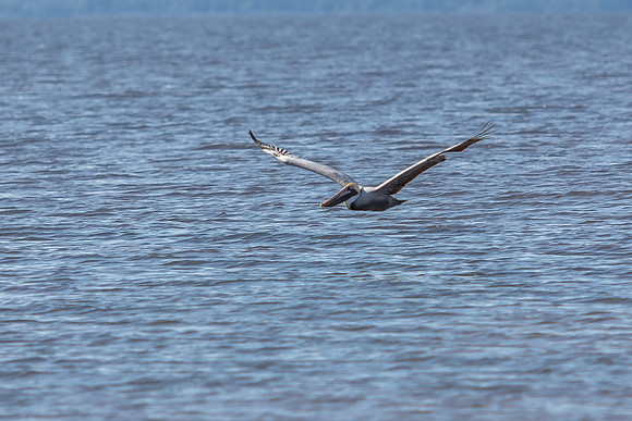Brown Pelican