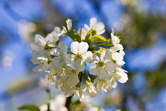 Cherry Blossoms