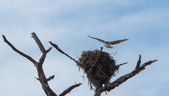 Osprey