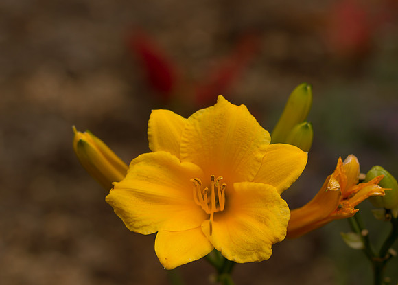 Daylily