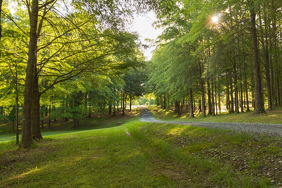 Road through the Woods